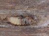 kozlíček zdobený (Brouci), Mesosa curculionoides (Linnaeus, 1761), Cerambycidae (Coleoptera)